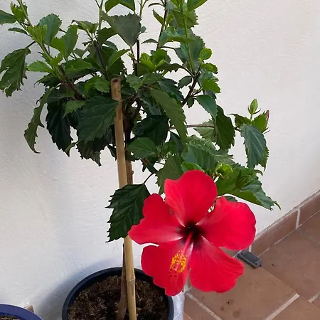 Mo Playa Blanca